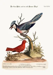 Der Blauhäher und der Sommer-Rotvogel, 1749-73